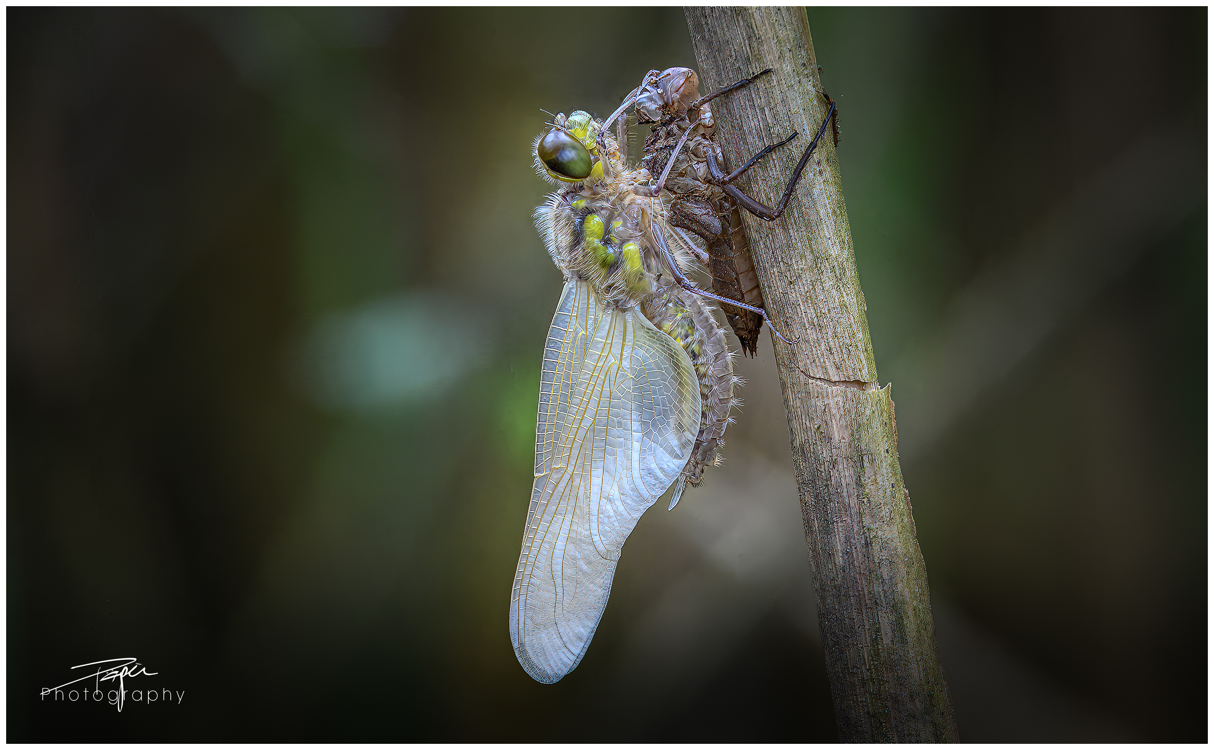 15.05.2023 - Libelle Metamorphose